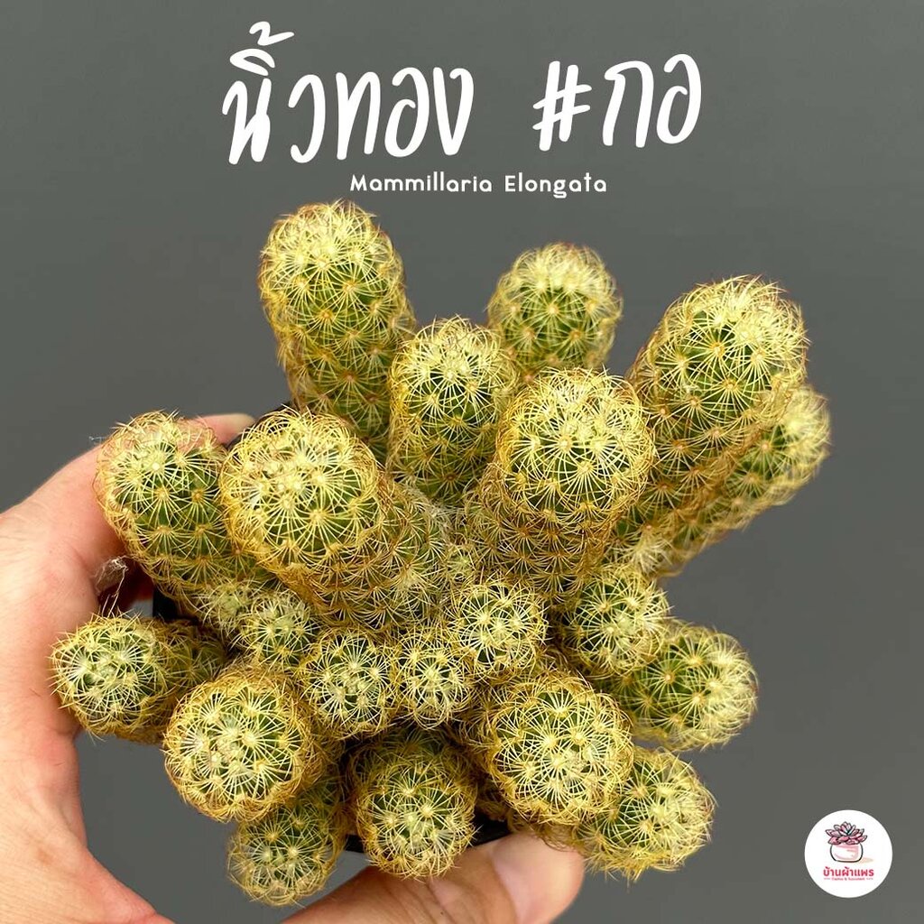 นิ้วทอง-กอ-mammillaria-elongata-แคคตัส-กระบองเพชร-cactus-amp-succulent