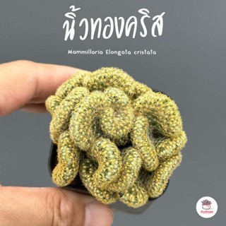 นิ้วทองคริส Mammillaria Elongata cristata กระบองเพชร แคคตัส ไม้อวบน้ำ cactus&amp;succulent