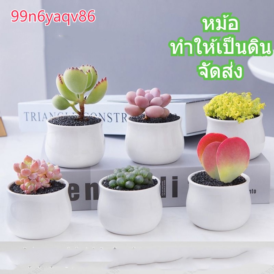 พืชสีขาววู-พืชกระถางพร้อมของขวัญมินิมินิพืชสีเขียวพืชสีเขียวกับพืชกระถาง