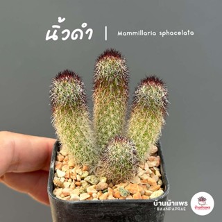 นิ้วดำ นิ้วญี่ปุ่น Mammillaria sphacelata แคคตัส กระบองเพชร cactus&amp;succulent