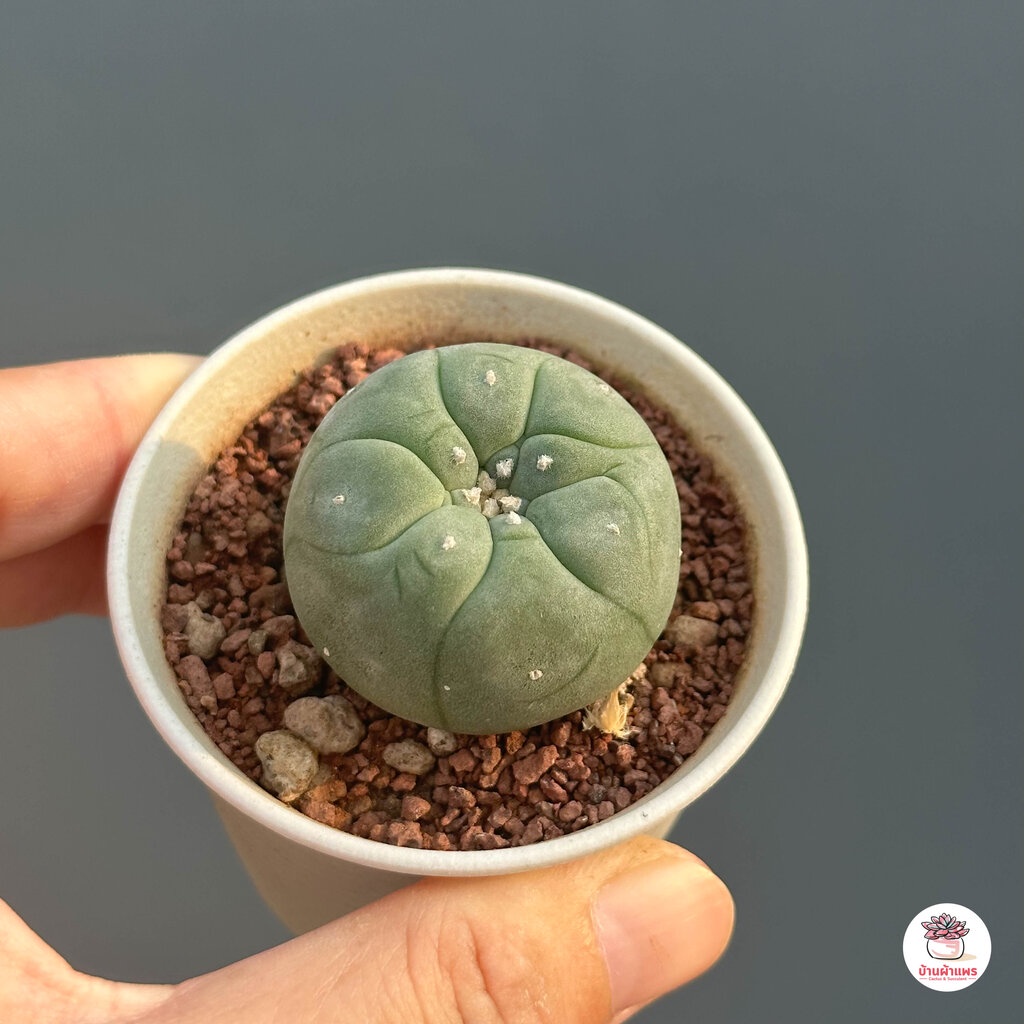 โลโฟโฟรา-วิลเลี่ยมซิอาย-lophophora-williamsii-กระบองเพชร-แคคตัส-cactus-cactus-amp-succulentหลากหลายสายพันธุ์