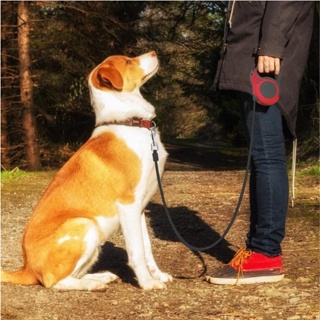 Anastasia  สายจูงสุนัข แบบยืดหดได้ (ขนาด5เมตร) สายจูงสัตว์เลี้ยง ระบบเบรคอัตโนมัติ