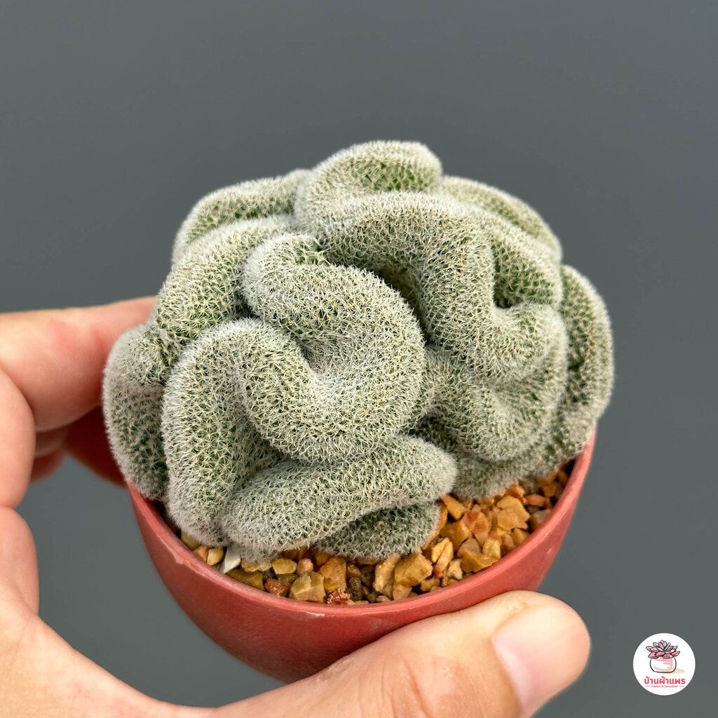 แมมนกฮูกคริส-mammillaria-perbella-cristata-แคคตัส-กระบองเพชร-cactus-amp-succulent