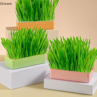 &lt;Dream&gt; กล่องหญ้า สีตัดกัน สําหรับแมว 1 ชิ้น