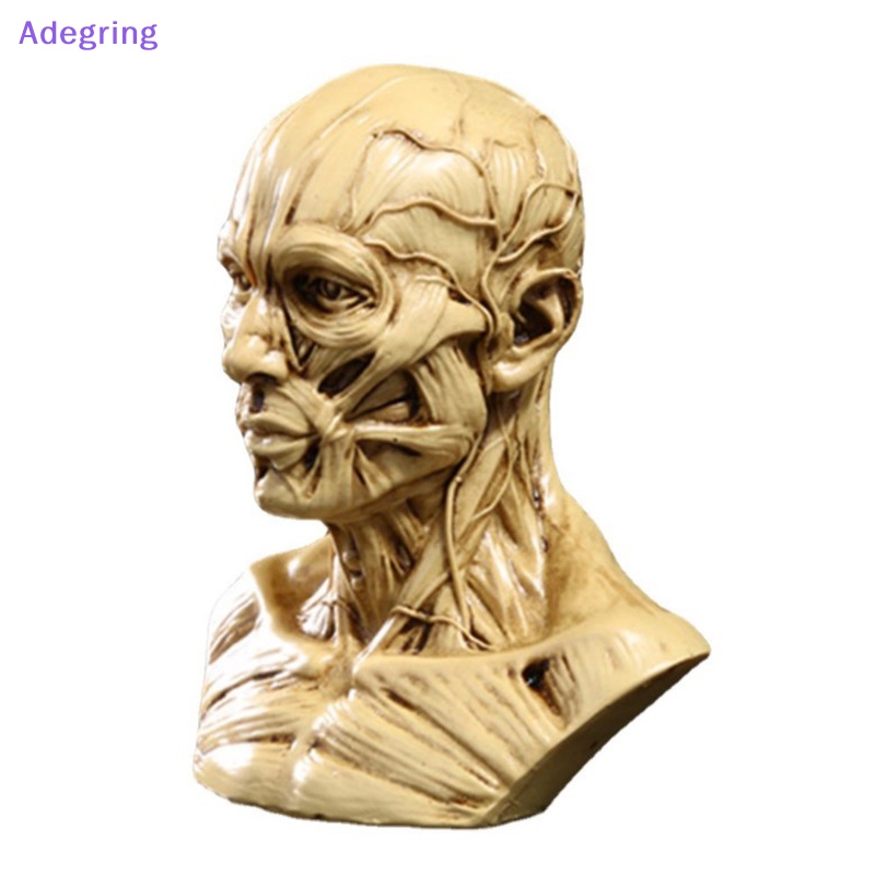 adegring-โมเดลหัวกะโหลกมนุษย์-สําหรับการเรียนรู้
