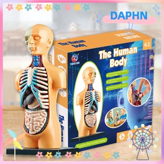 Daphs โมเดลทอร์โซ อนาโตมี่ ของเล่นเสริมการเรียนรู้เด็ก