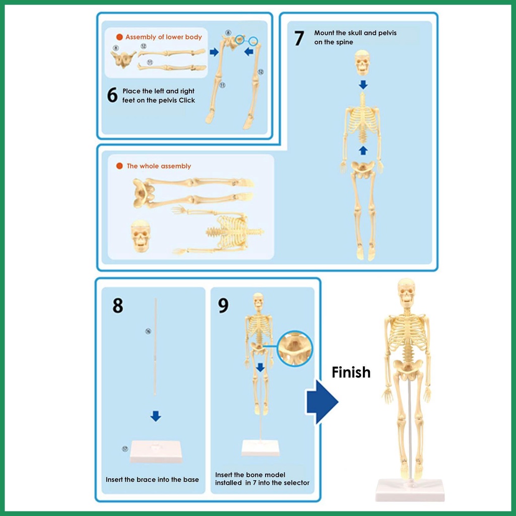 โมเดลโครงกระดูกมนุษย์จำลอง-เด็กๆ-เล่นบ้าน-ทดลองประกอบของเล่น