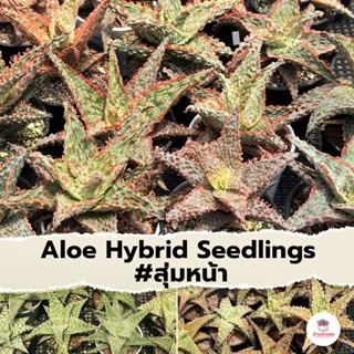 Aloe Hybrid seedlings อโลไฮบริด ไม้เมล็ด #สุ่มหน้า ไม้อวบน้ำ กุหลาบหิน cactus&amp;succulentหลากหลายสายพันธุ์