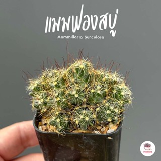 แมมฟองสบู่ Mammillaria Surculosa แคคตัส กระบองเพชร cactus&amp;succulent