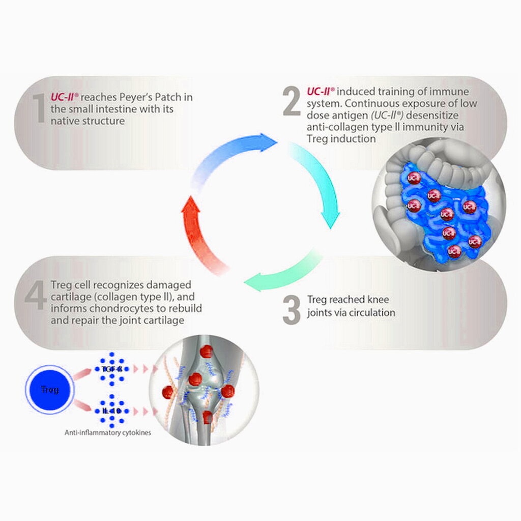 เฮลท์ตี้-ออริจินส์-ยูซีทู-คอลลาเจน-40-mg-x-60-เม็ด-healthy-origins-uc-ii-uc2-คอลลาเจนไทพ์ทู-กินร่วมกับ-แคลเซี่ยม-กลู