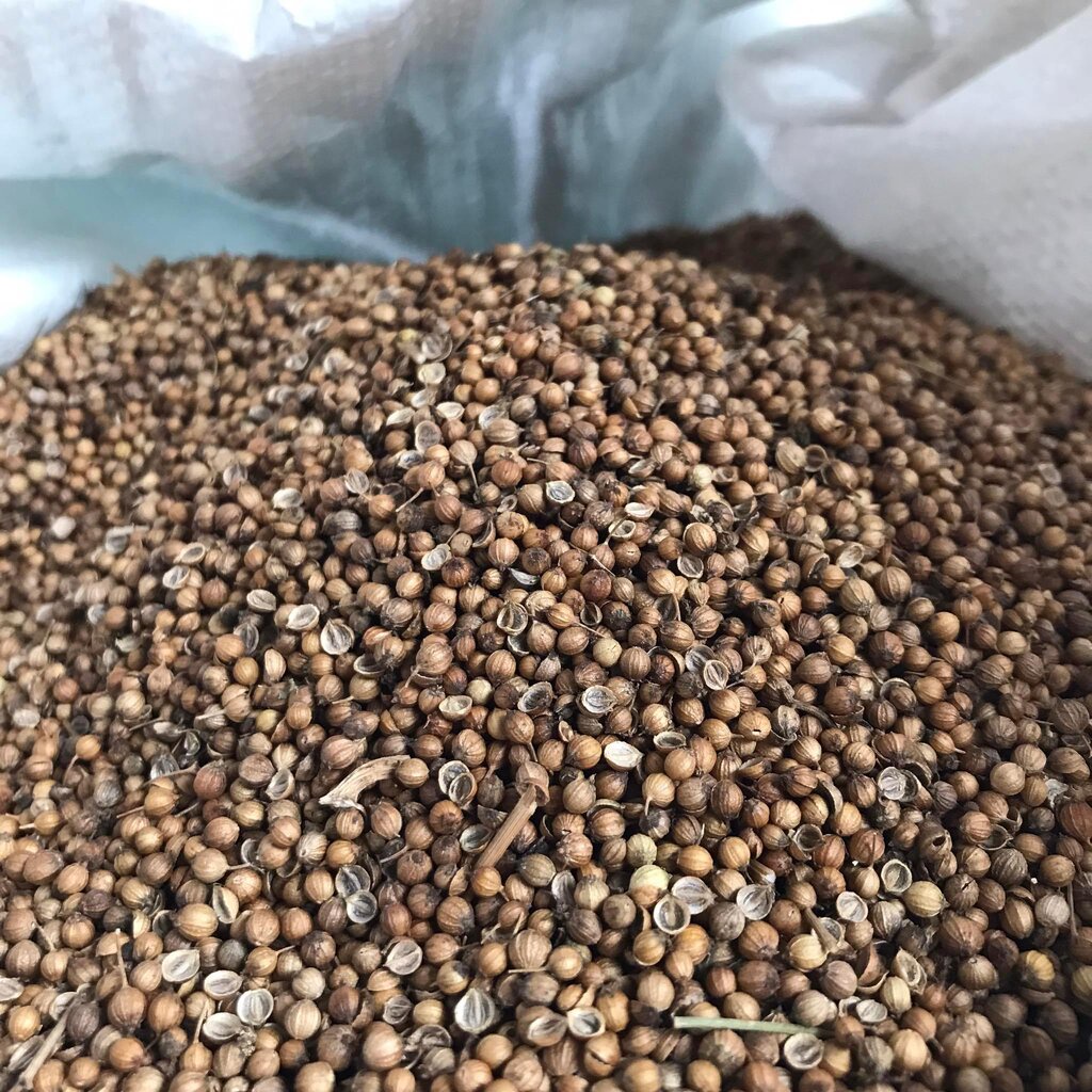เมล็ดพันธุ์ผักชีไทย-ขนาด-500-กรัม-coraninder-seed-ลูกผักชี-เมล็ดผักชี-อ-ฝาง-จ-เชียงใหม่-เมล็ดผักชีนำมาใช้เป็นเครื่อ