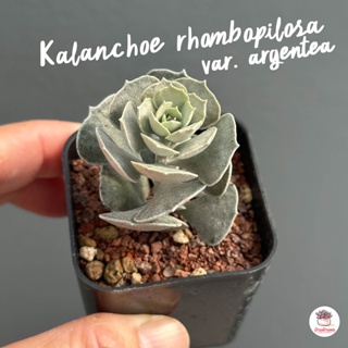 Kalanchoe rhombopilosa var. argentea ไม้อวบน้ำ กุหลาบหิน Cactus&amp;Succulent