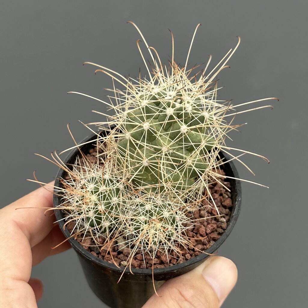 mammillaria-cochemiea-posegleri-แคคตัส-กระบองเพชร-cactus-amp-succulent