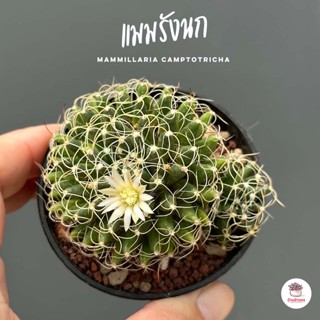 แมมรังนก Mammillaria camptotricha แคคตัส กระบองเพชร cactus&amp;succulent