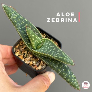 Aloe zebrina แคคตัส กระบองเพชร cactus&amp;succulent