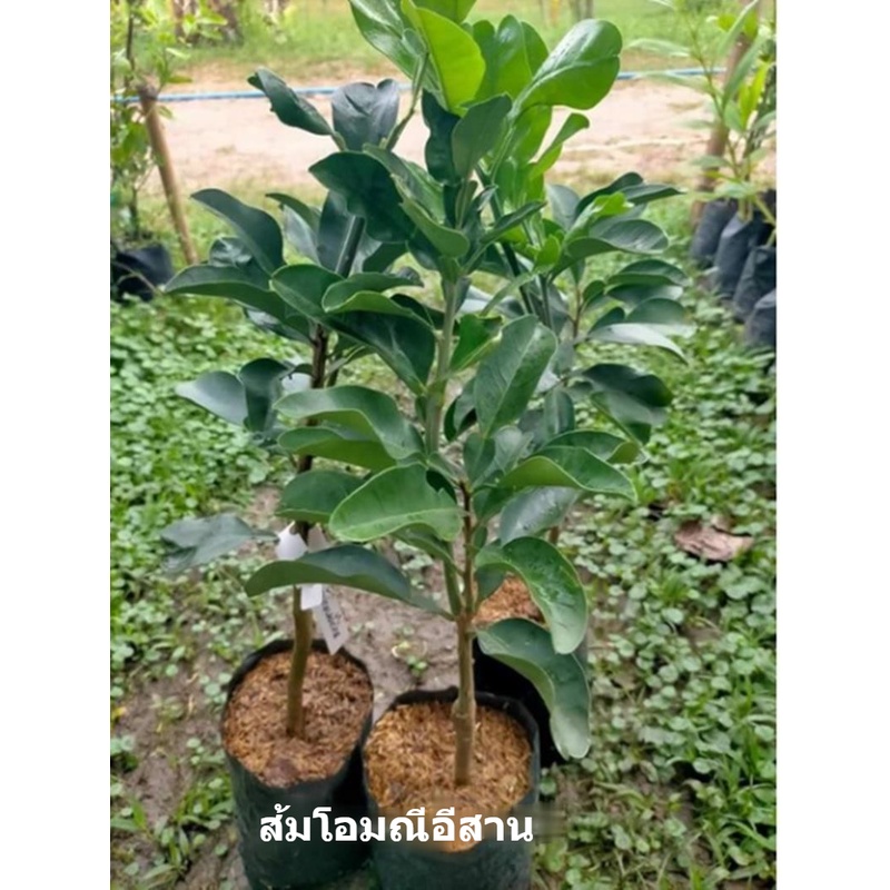 กิ่งพันธุ์ส้มโอมณีอีสาน-ต้นส้มโอมณีแดงอีสาน-ต้นเสียบยอด-ขนาด-60-70-cm-ส้มโอเนื้อแดง