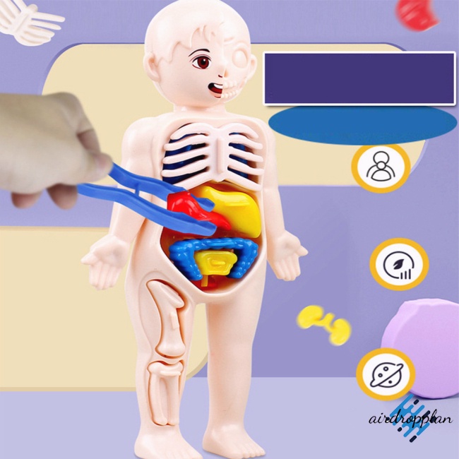 aird-โมเดลร่างกายมนุษย์-ของเล่นเสริมการเรียนรู้เด็ก-diy-14-ชิ้น