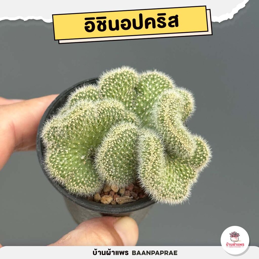 รวมไม้คริส-mix-cristata-แคคตัส-กระบองเพชร-cactus-amp-succulent