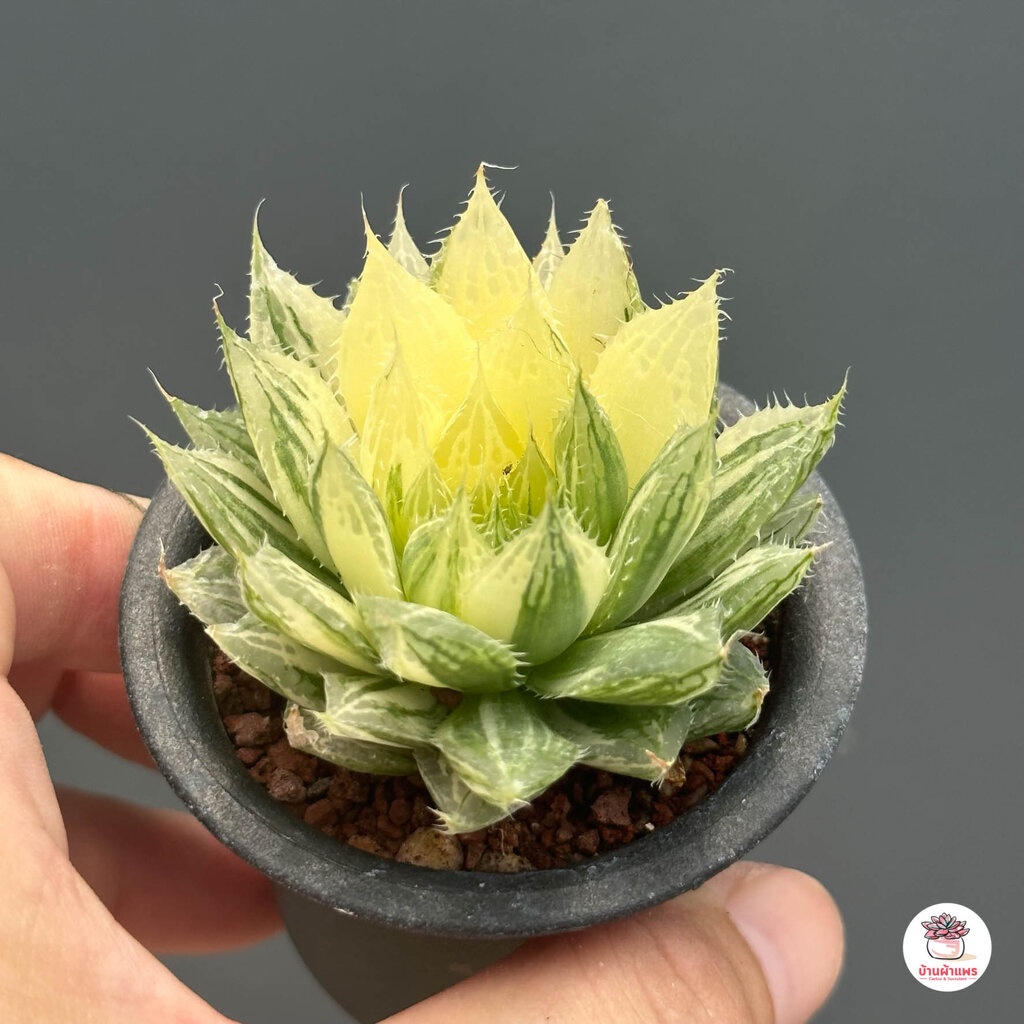 haworthia-decipiens-variegated-ฮาโวเทีย-ไม้อวบน้ำ-กุหลาบหิน-cactus-amp-succulentหลากหลายสายพันธุ์