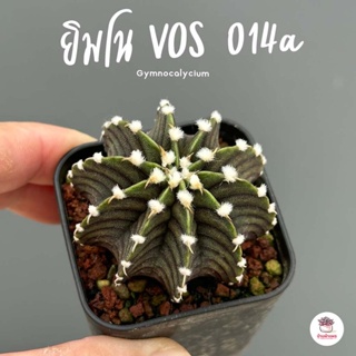 ยิมโน VOS 014a Gymnocalycium แคคตัส กระบองเพชร cactus&amp;succulent