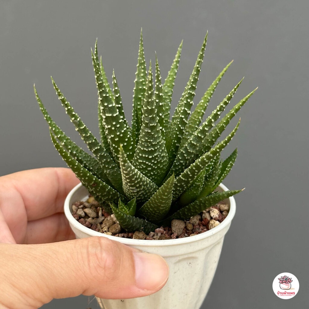 ม้าทราย-haworthia-picta-concolor-ฮาโวเทีย-ไม้อวบน้ำ-กุหลาบหิน-cactus-amp-succulentหลากหลายสายพันธุ์