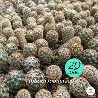 ( 20 เมล็ด ) เมล็ดช้างดอกเหลือง Coryphantha แคคตัส กระบองเพชร cactus&amp;succulent