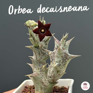 เก๋งจีน Orbea decaisneana แคคตัส กระบองเพชร cactus&amp;succulent