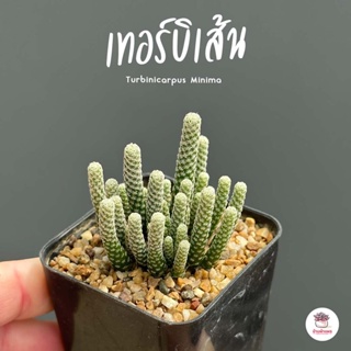 เทอร์บิเส้น Turbinicarpus Minima แคคตัส กระบองเพชร cactus&amp;succulent