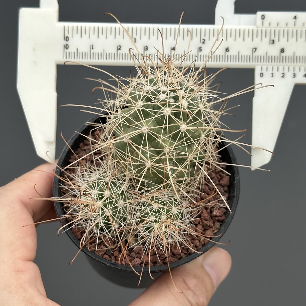 mammillaria-cochemiea-posegleri-แคคตัส-กระบองเพชร-cactus-amp-succulent