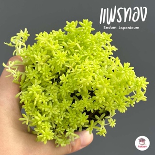 แพรทอง Sedum Japonicum ไม้อวบน้ำ กุหลาบหิน cactus&amp;succulentหลากหลายสายพันธุ์