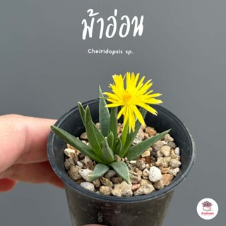 ม้าอ่อน Cheiridopsis sp. ไม้อวบน้ำ กุหลาบหิน แคคตัส กระบองเพชร cactus&amp;succulent