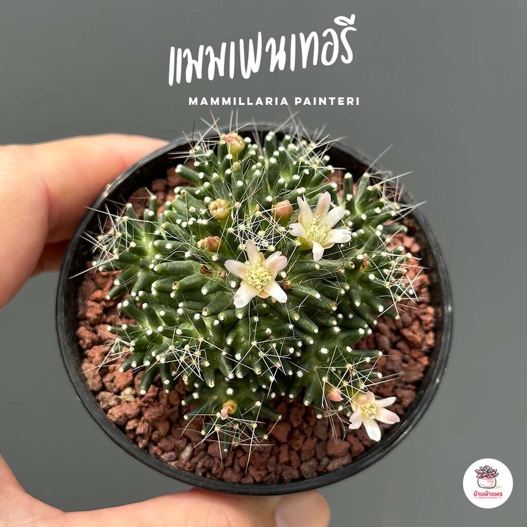 แมมเพนเทอรี-mammillaria-painteri-แคคตัส-กระบองเพชร-cactus-amp-succulent