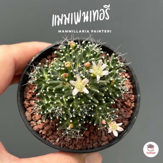 แมมเพนเทอรี mammillaria painteri แคคตัส กระบองเพชร cactus&amp;succulent