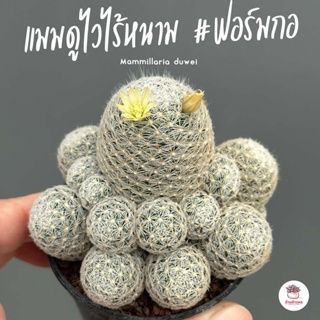 แมมดูไวไร้หนาม #ฟอร์มกอ Mammillaria duwei แคคตัส กระบองเพชร cactus&amp;succulent