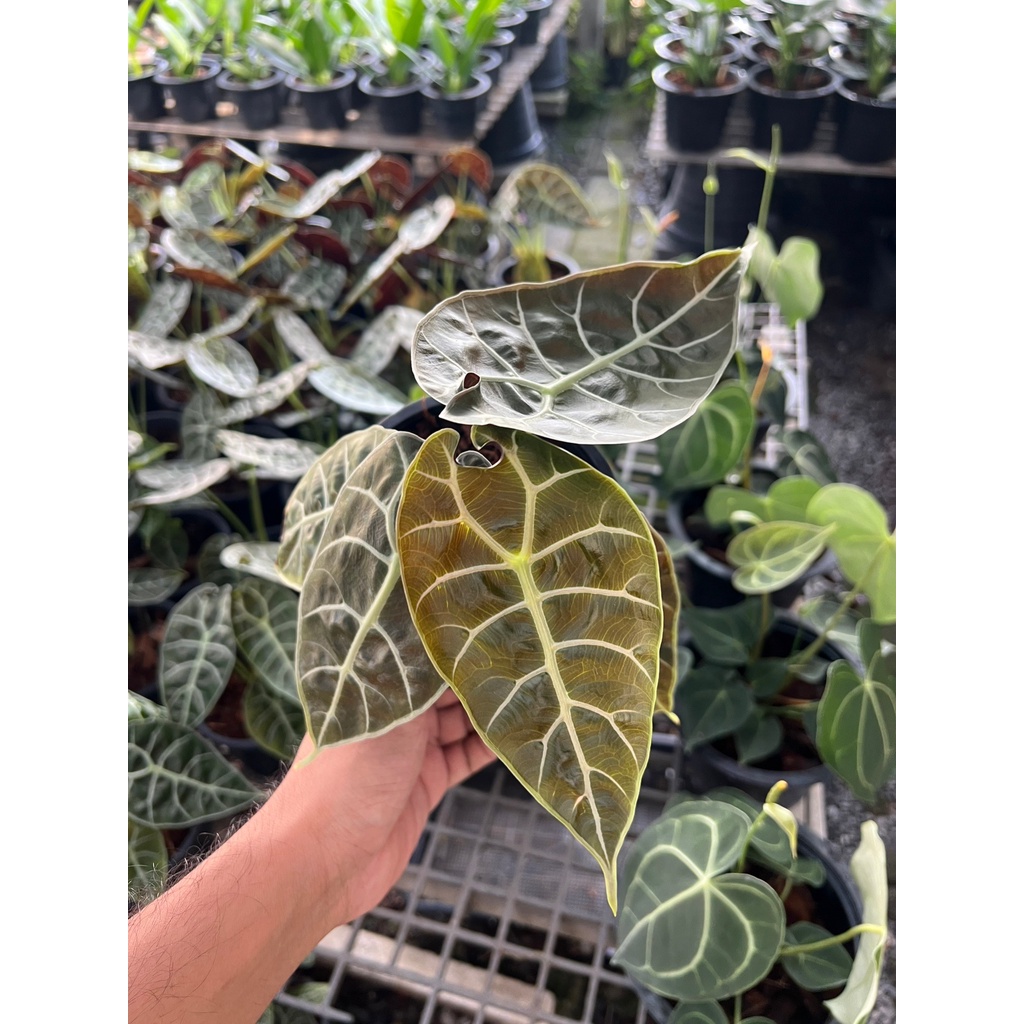 alocasia-solina-ส่งงพร้มกระถาง-6-นิ้ว