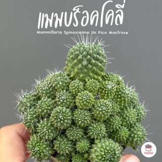 แมมบร็อคโคลี่ Mammillaria Spinosissima Un Pico Montrose แคคตัส กระบองเพชร cactus&amp;succulent