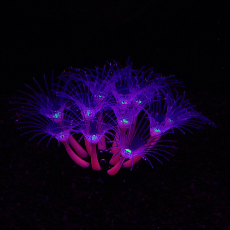 aoto-ปะการังขนาดเล็ก-ที่ละเอียดอ่อน-ปะการัง-ปะการัง-รูปลักษณ์ภายนอก-ตกแต่งตู้ปลา