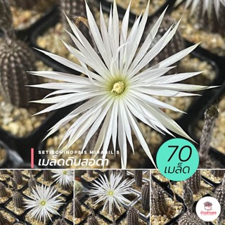 ( 70 เมล็ด ) เมล็ดดินสอดำ Setiechinopsis Mirabilis แคคตัส กระบองเพชร cactus&amp;succulent