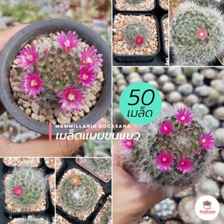 ( 50 เมล็ด ) เมล็ดแมมขนแมว Mammillaria Bocasana แคคตัส กระบองเพชร cactus&amp;succulent