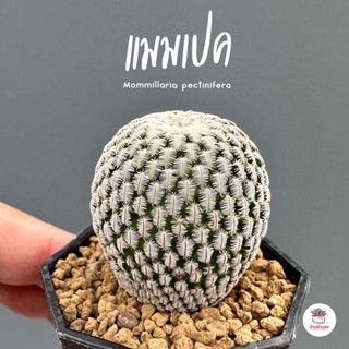 แมมเปค Mammillaria pectinifera แคคตัส กระบองเพชร cactus&succulent