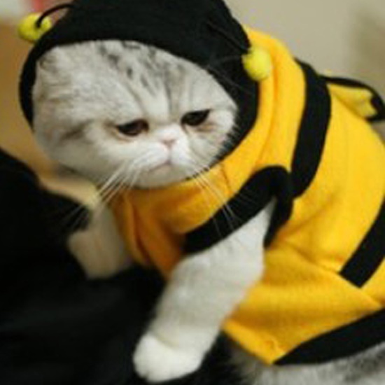 hanoim1-เสื้อผ้าสัตว์เลี้ยง-เสื้อฮู้ดดี้-ลายผึ้ง-แฟนซี-น่ารัก-สําหรับสุนัข-แมว