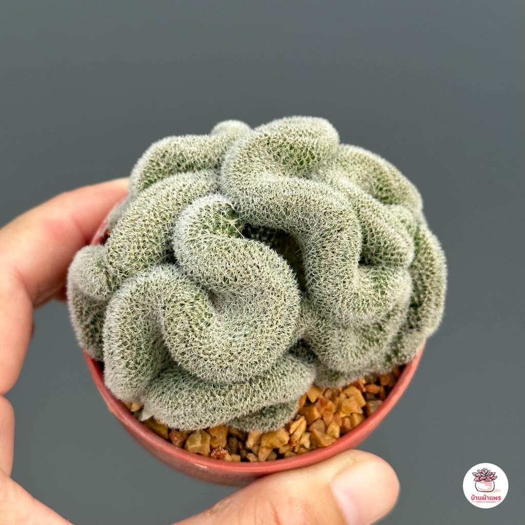 แมมนกฮูกคริส-mammillaria-perbella-cristata-แคคตัส-กระบองเพชร-cactus-amp-succulent