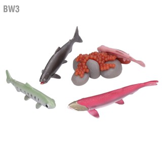 BW3 วัฏจักรการเจริญเติบโตแบบจำลองวัสดุไวนิลปลอดภัยไม่มีกลิ่น Vivid Real Salmon Animal Life Cycle Model for 3 ปีขึ้นไป