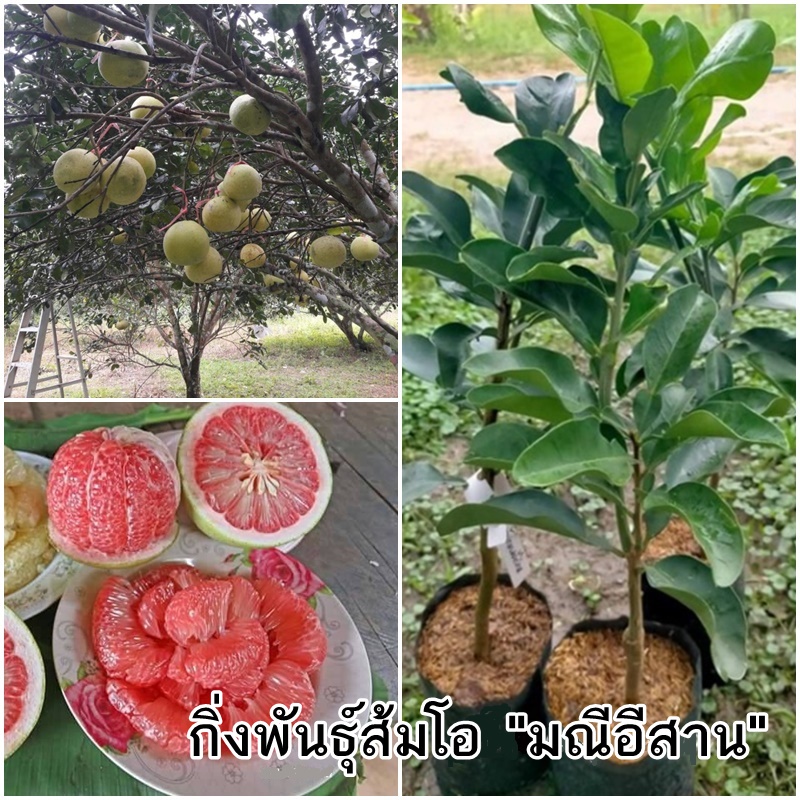 กิ่งพันธุ์ส้มโอมณีอีสาน-ต้นส้มโอมณีแดงอีสาน-ต้นเสียบยอด-ขนาด-60-70-cm-ส้มโอเนื้อแดง