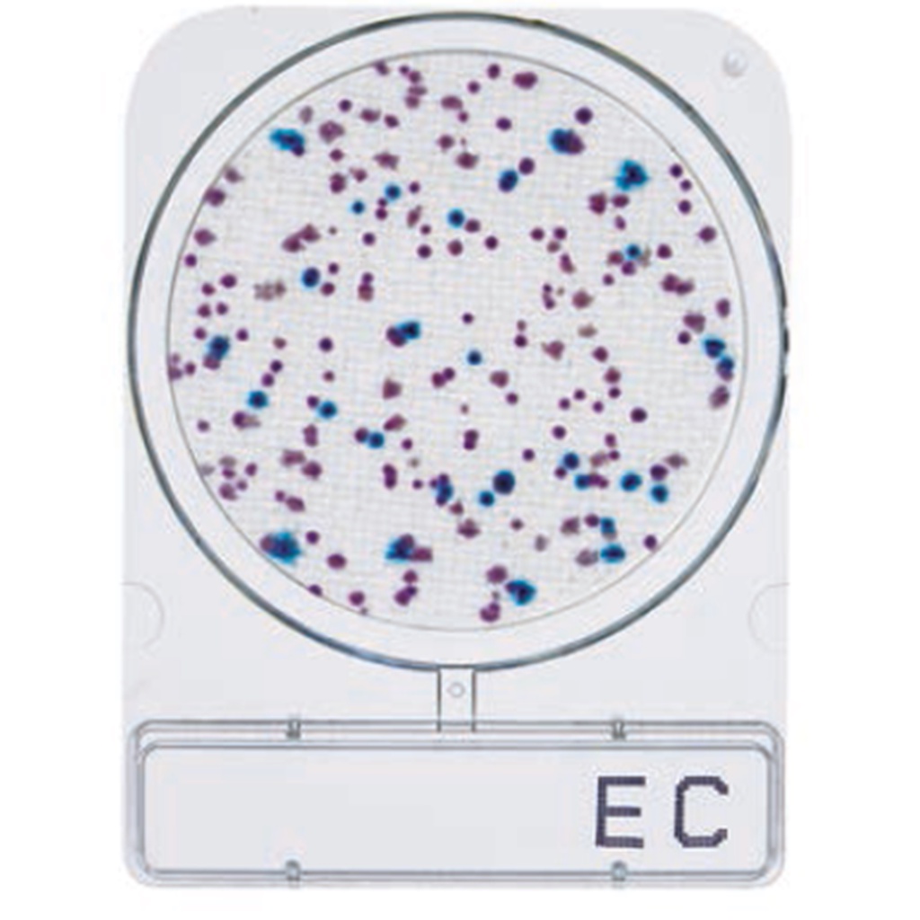 ชุดทดสอบ-e-coli-and-coliform-ในน้ำและน้ำแข็ง-compact-dry-ec