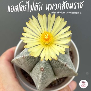 แอสโตรไฟตัม หมวกสังฆราช Astrophytum Myriostigma ไม้อวบน้ำ กุหลาบหิน cactus&amp;succulent