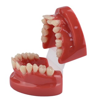 【ddydental】โมเดลฟันเรซิ่น 3d ของเล่นเสริมการเรียนรู้ สําหรับเด็ก