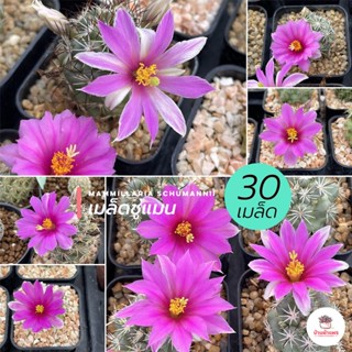 ( 30 เมล็ด ) เมล็ดชูแมน Mammillaria Schumannii แคคตัส กระบองเพชร cactus&amp;succulent