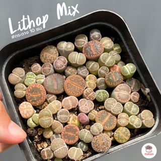 ไลทอป #กระถาง10ซม. Lithop Mix แคคตัส กระบองเพชร cactus&amp;succulent