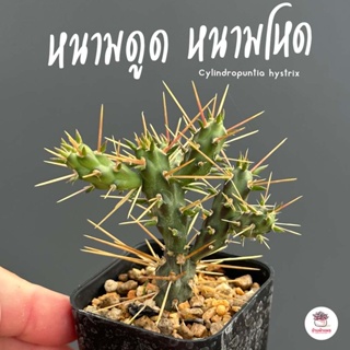 หนามดูด หนามโหด #กระถาง 2 นิ้ว Cylindropuntia hystrix แคคตัส กระบองเพชร cactus&amp;succulent